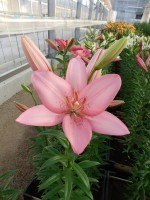 [4025 Termoli No02.JPG]